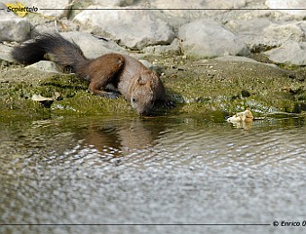 Animali 146